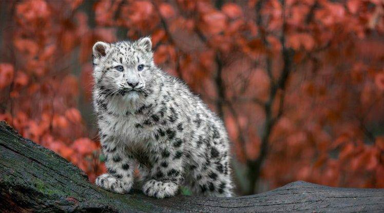 animals big cats snow leopards baby animals germany fall HD Wallpaper Desktop Background