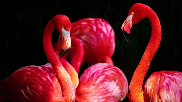 flamingos birds animals HD Wallpaper Desktop Background