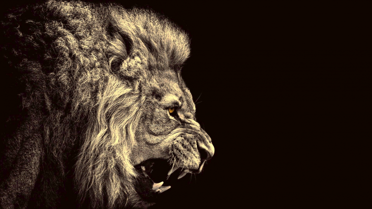 lion Wallpapers HD / Desktop and Mobile Backgrounds