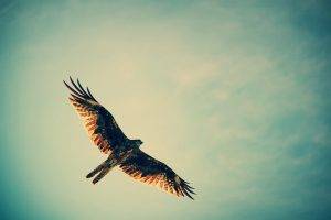 sky birds hawks flying hunting