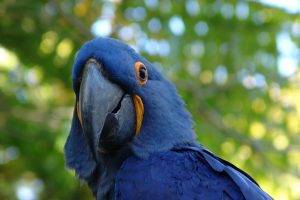 animals birds macaws parrot