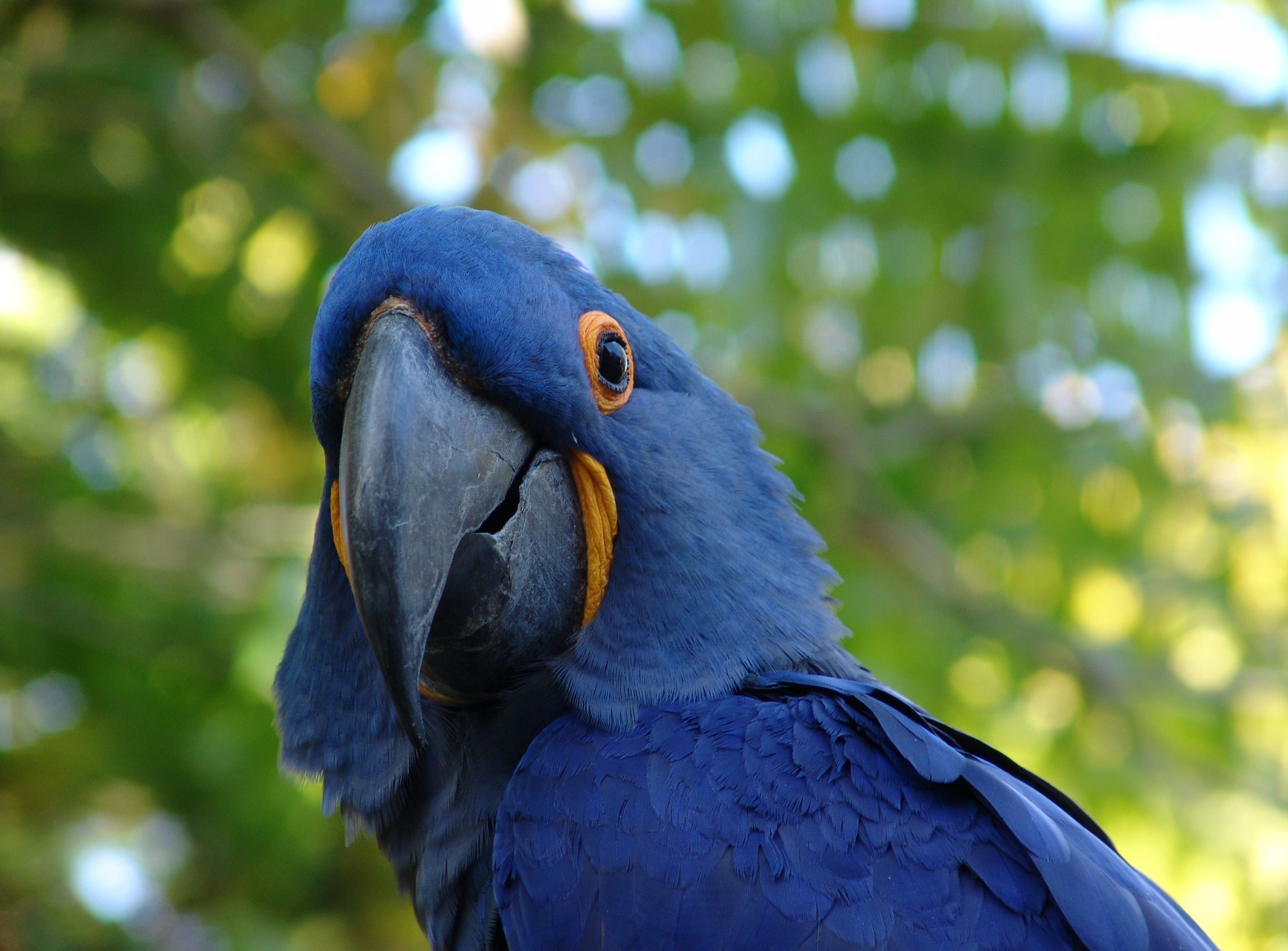 animals birds macaws parrot Wallpaper