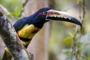 animals toucans birds