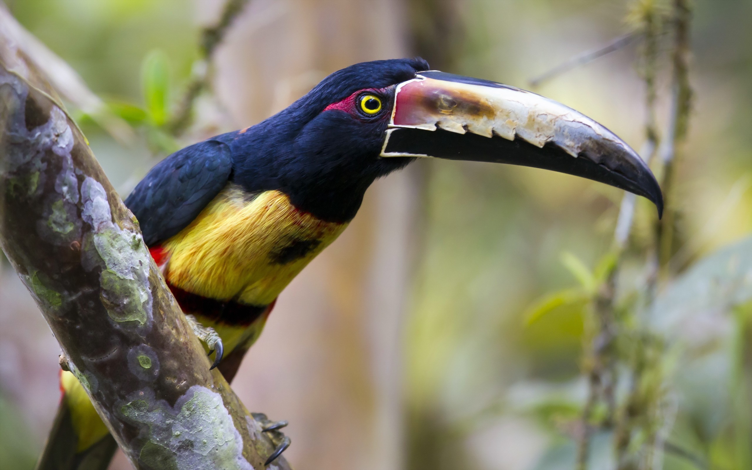 animals toucans birds Wallpaper