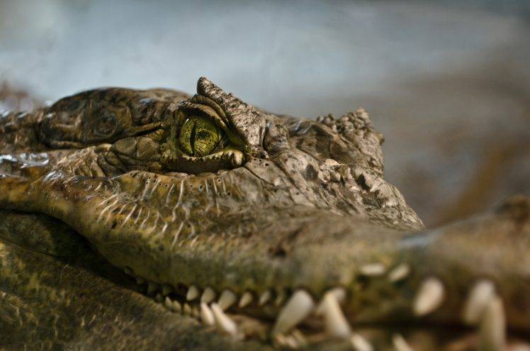 animals reptiles closeup crocodiles vancouver HD Wallpaper Desktop Background