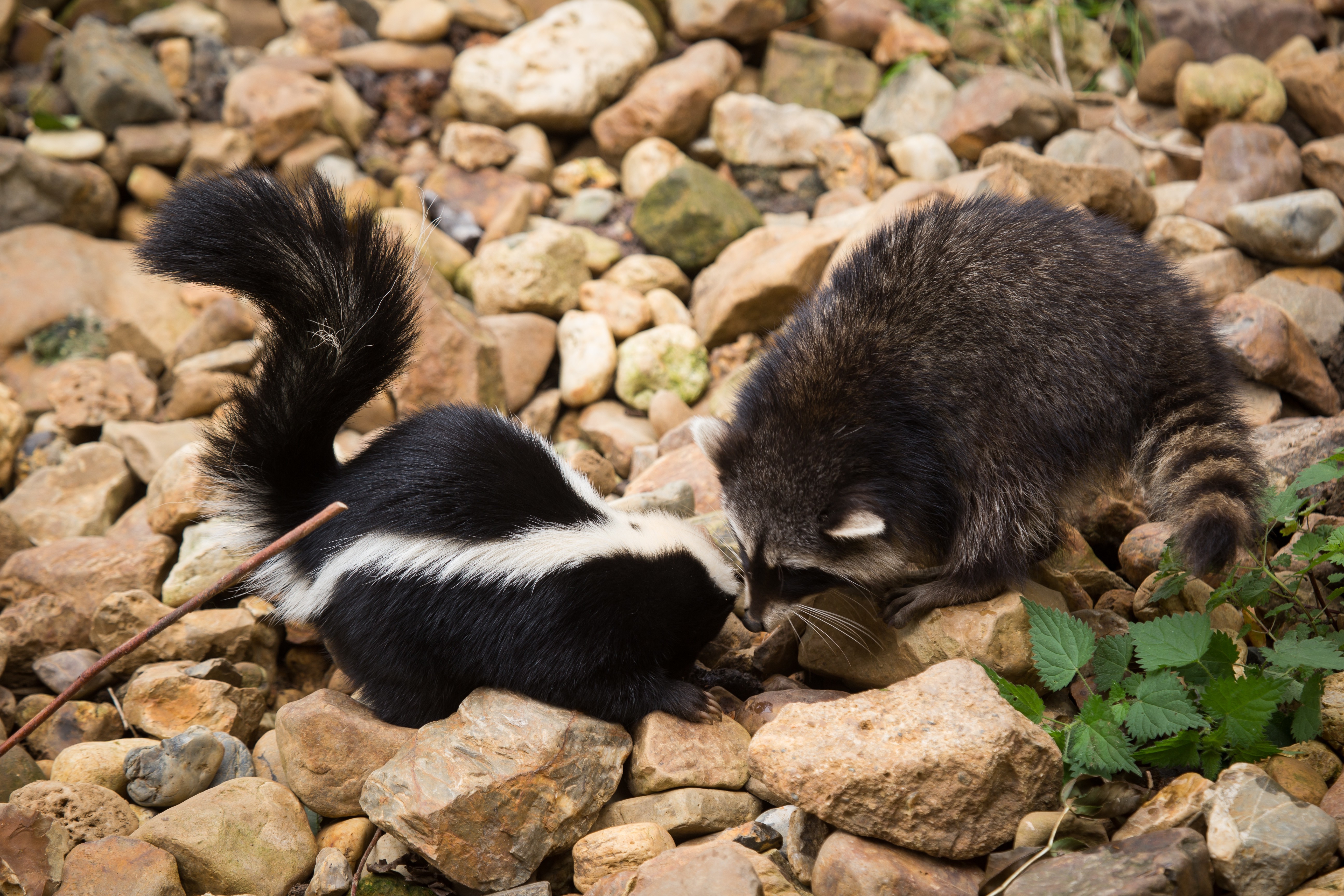 animals raccoons rocks skunk Wallpaper