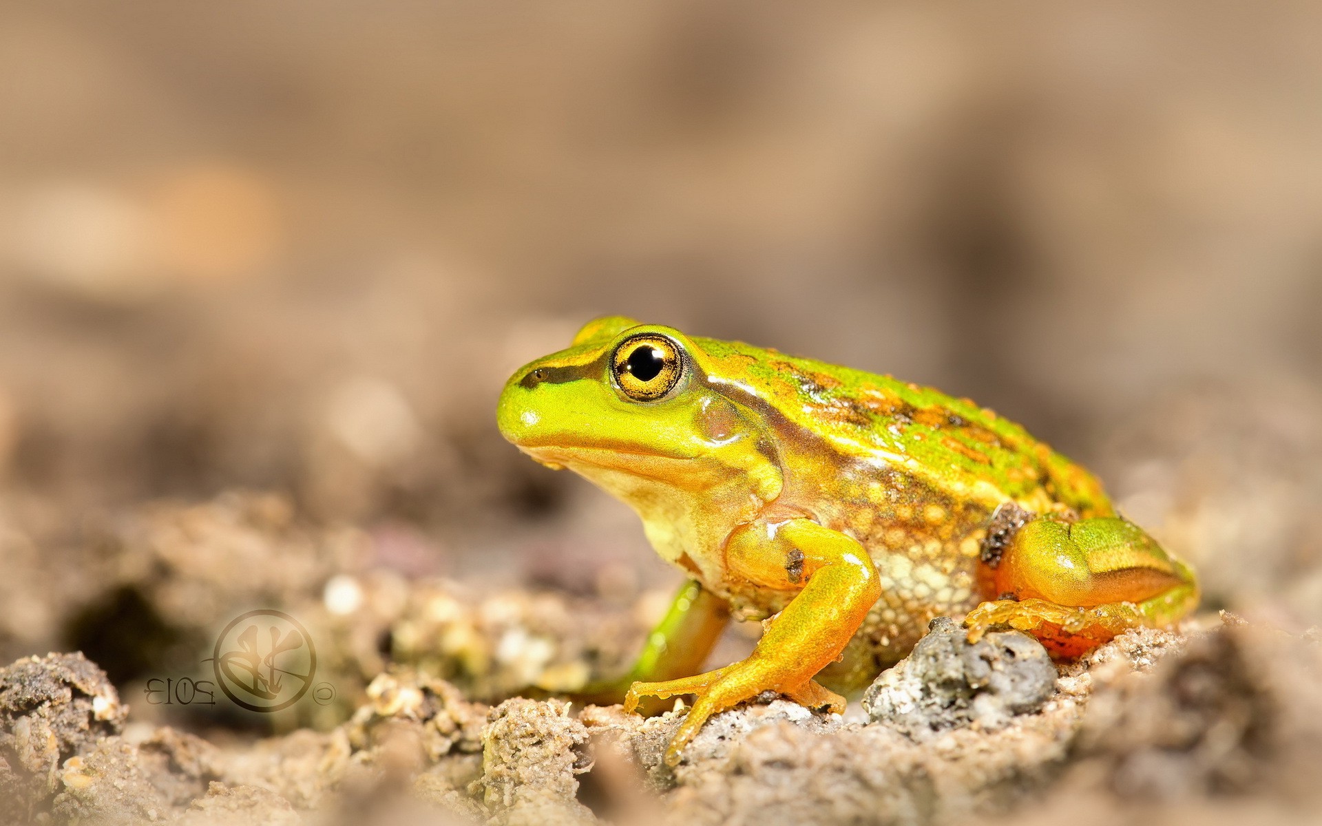 animals amphibian frog macro Wallpaper