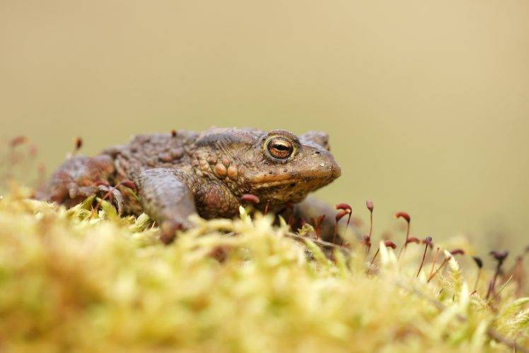 animals amphibian macro HD Wallpaper Desktop Background