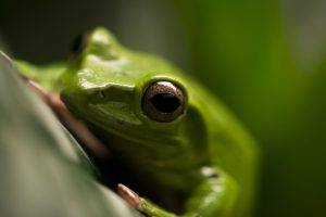 animals amphibian frog macro