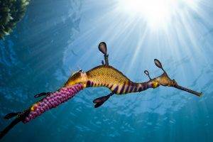 animals underwater seahorses sunlight