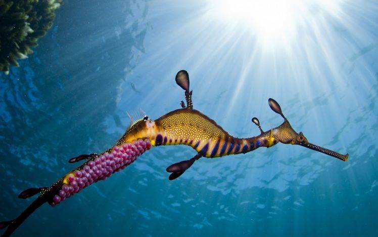 animals underwater seahorses sunlight HD Wallpaper Desktop Background