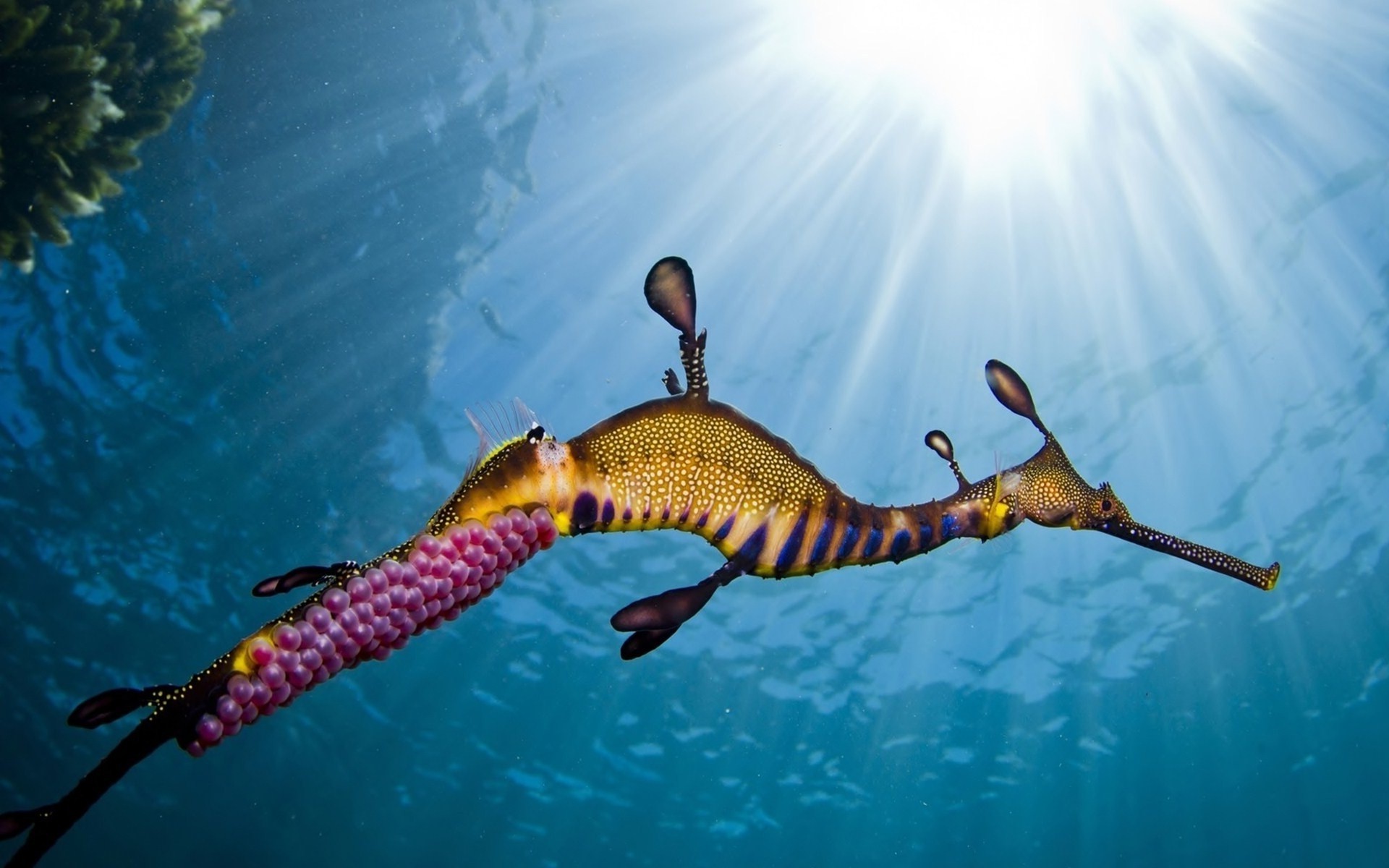 animals underwater seahorses sunlight Wallpaper