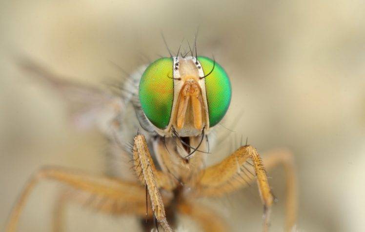 animals insect macro HD Wallpaper Desktop Background