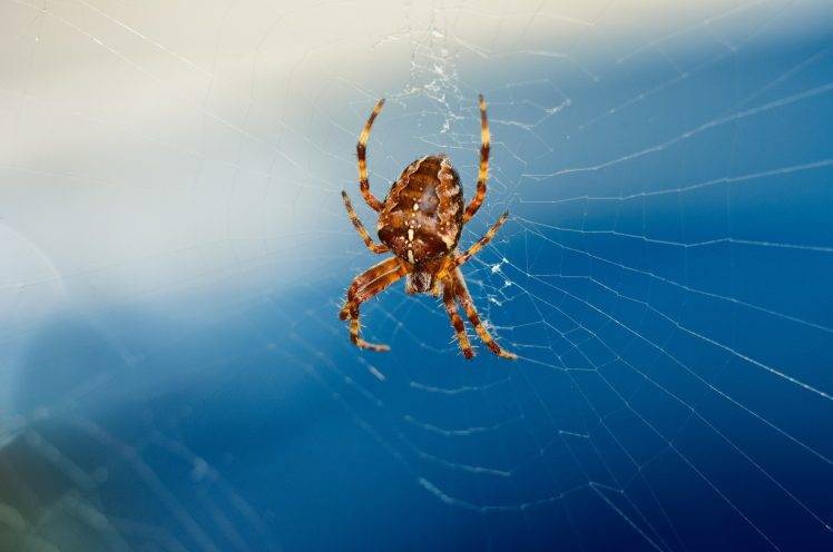animals spider HD Wallpaper Desktop Background