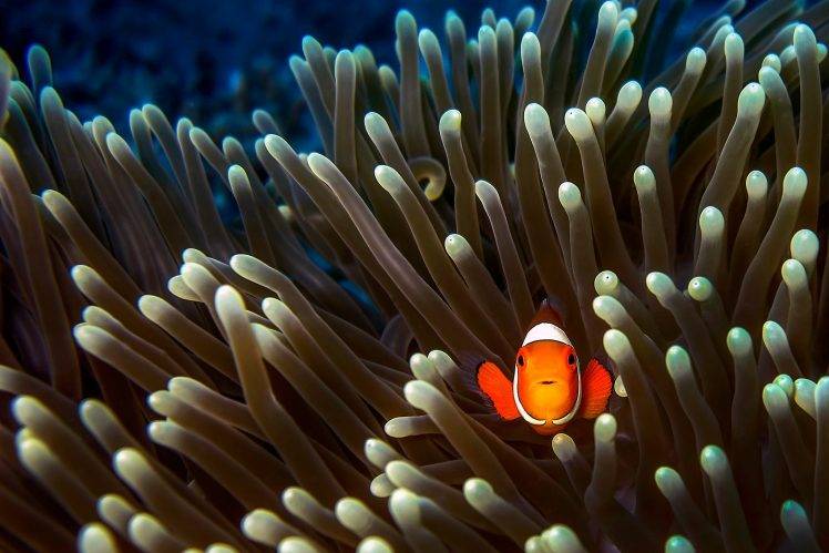 animals fish clownfish sea anemones HD Wallpaper Desktop Background