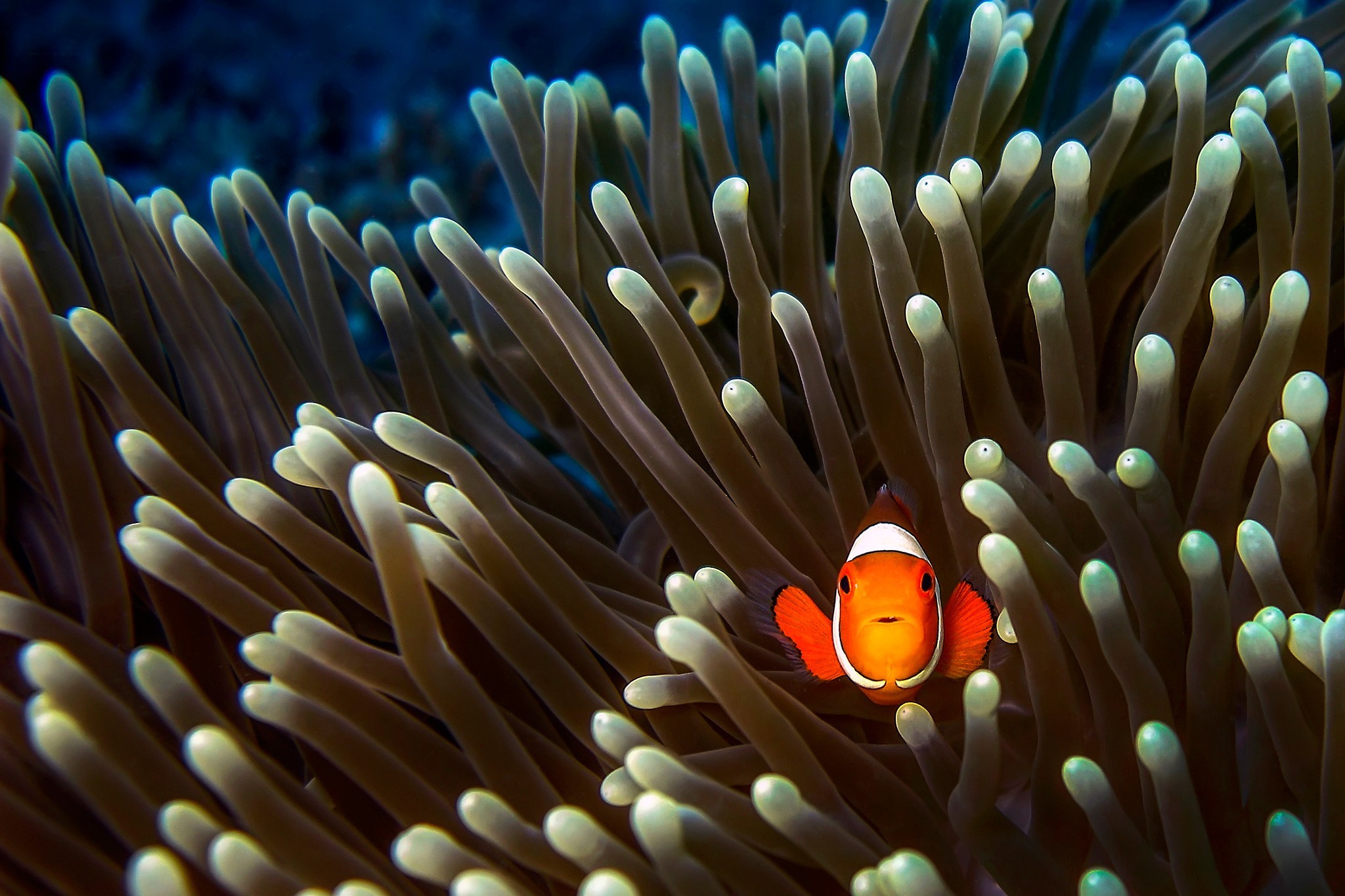 animals fish clownfish sea anemones Wallpaper