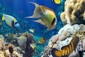 animals fish coral underwater