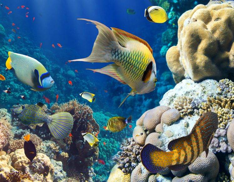 animals fish coral underwater HD Wallpaper Desktop Background