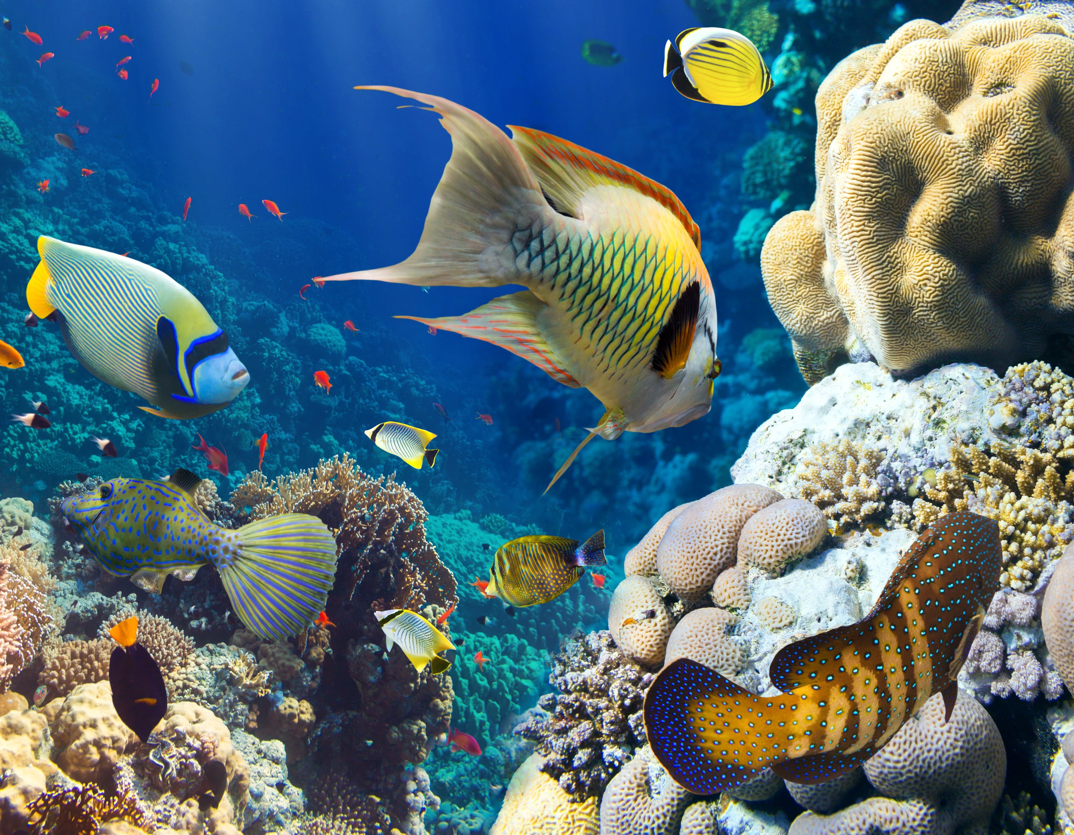 animals fish coral underwater Wallpapers HD / Desktop and Mobile ...