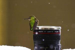 birds macro snow lens hummingbirds