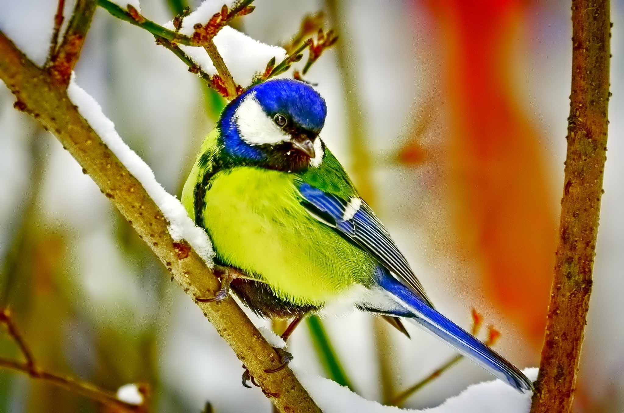 birds macro snow Wallpaper