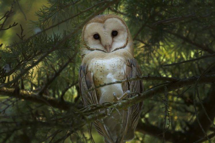 animals forest owl birds HD Wallpaper Desktop Background