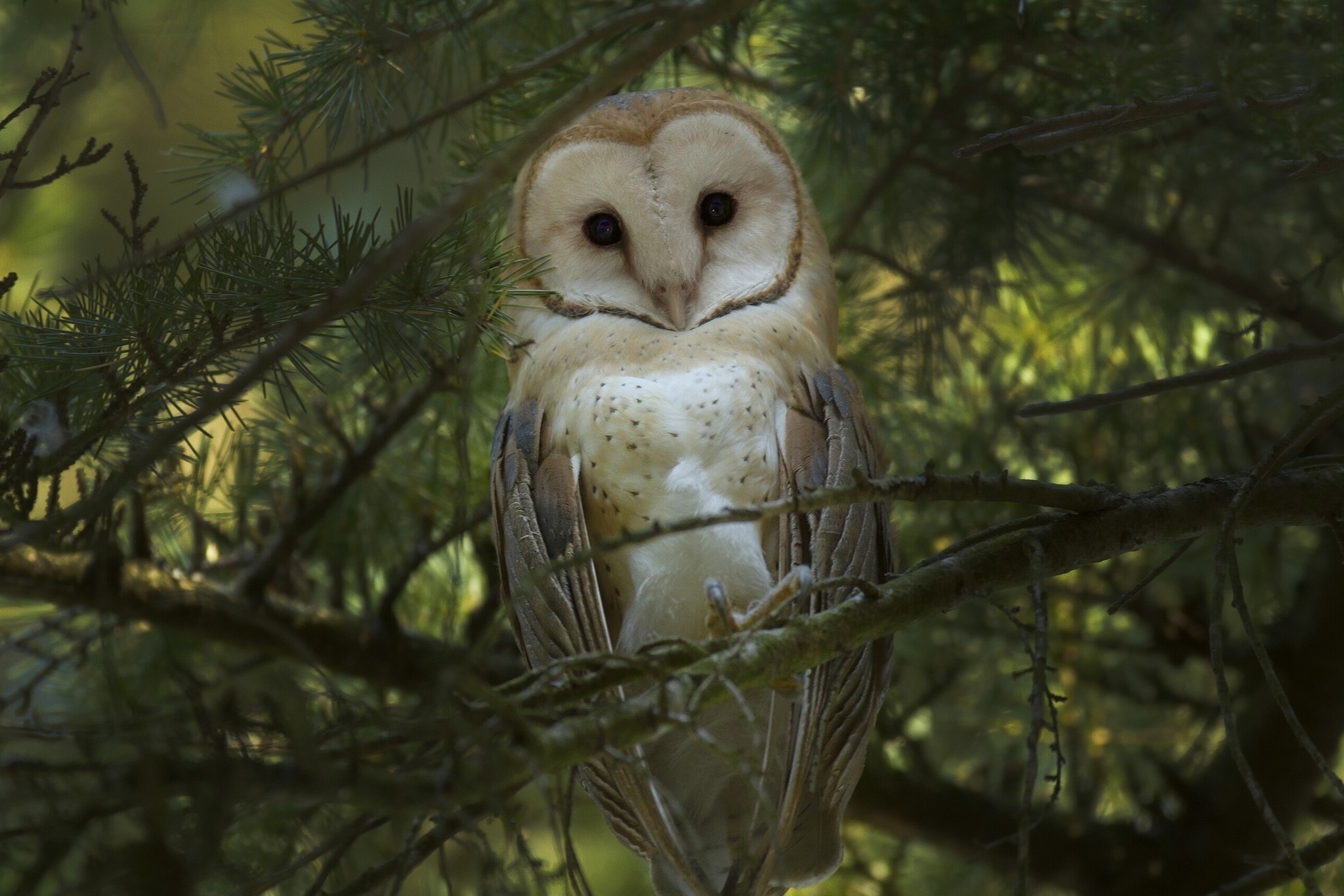 animals forest owl birds Wallpaper