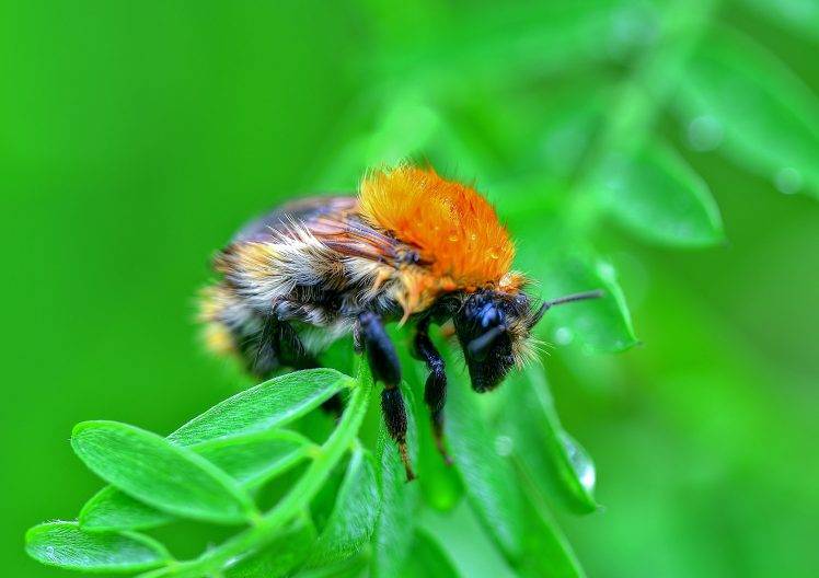 animals plants bumblebees insect HD Wallpaper Desktop Background