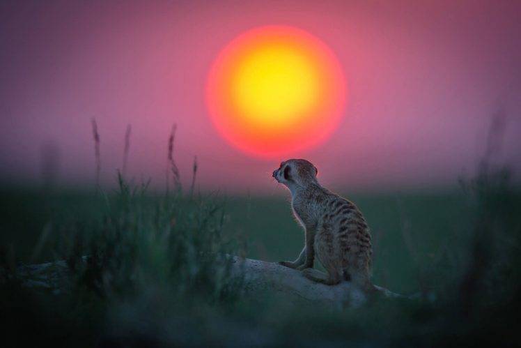 animals sun meerkats depth of field HD Wallpaper Desktop Background