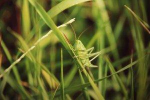 grasshopper grass insect