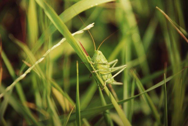 grasshopper grass insect HD Wallpaper Desktop Background