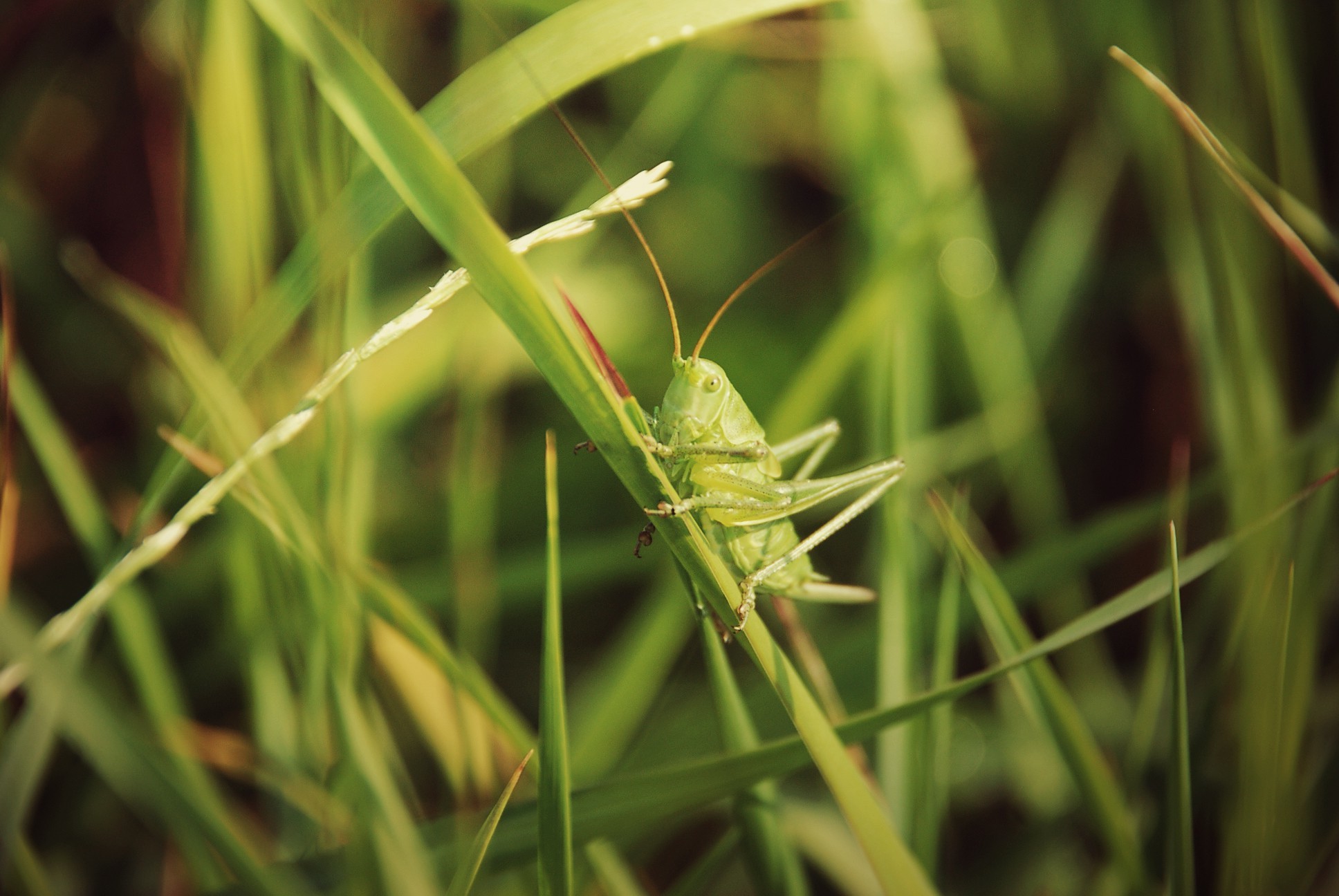 grasshopper grass insect Wallpaper