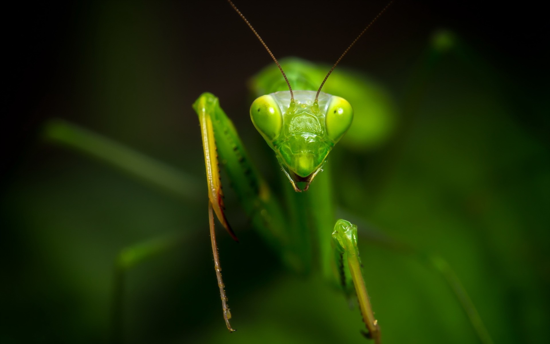animals insect Wallpaper