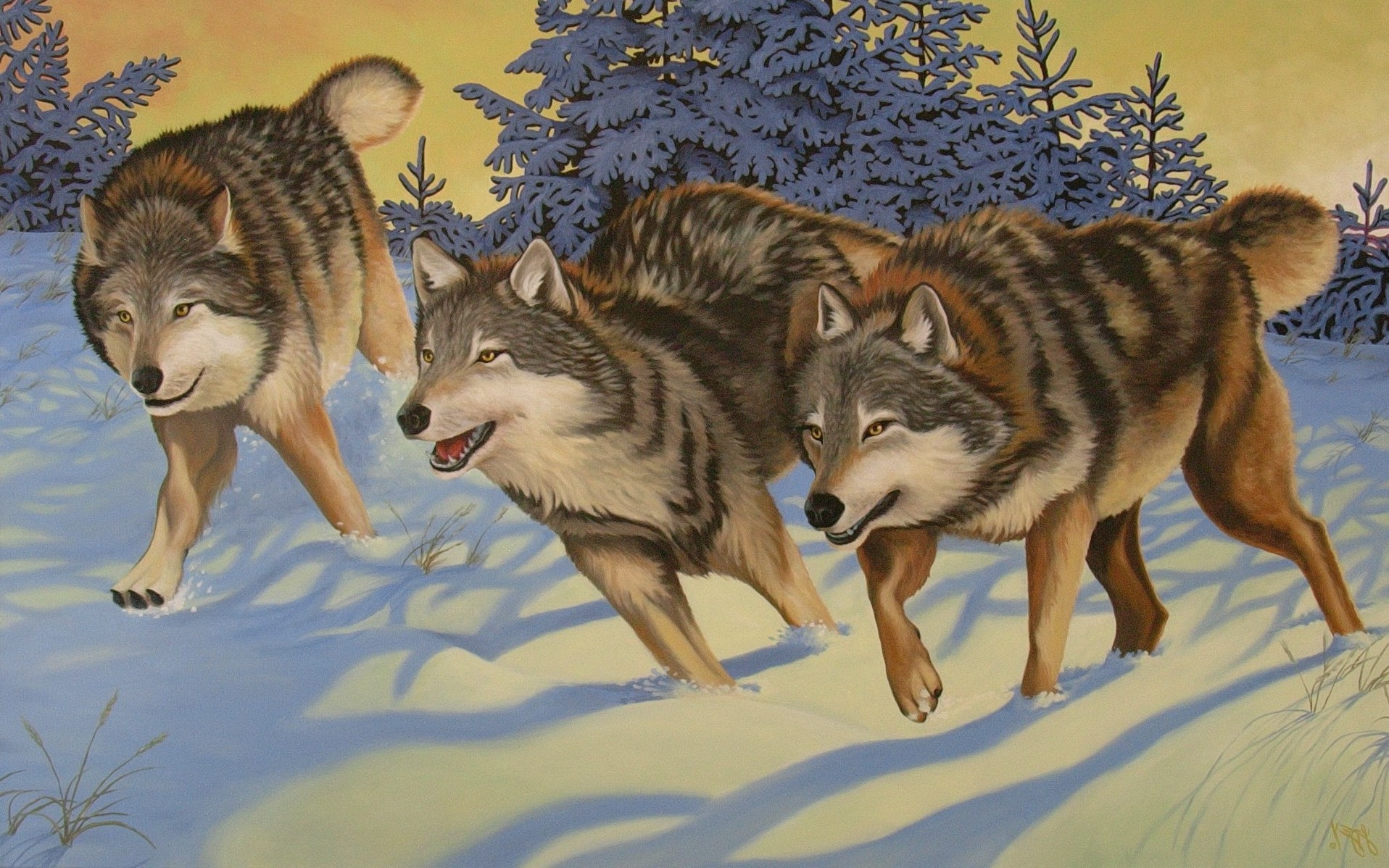 furry animals wolf Wallpaper