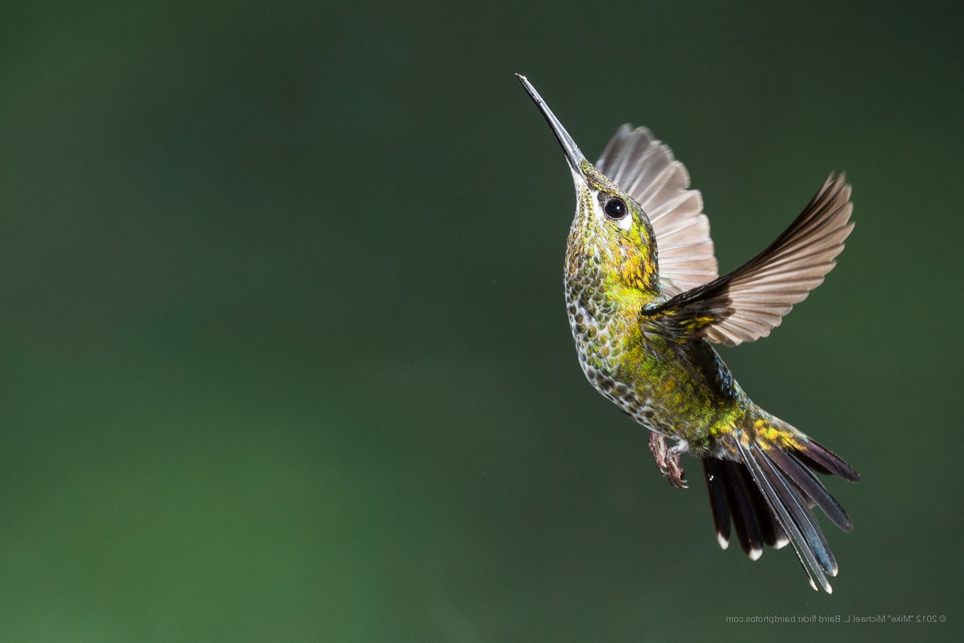 colibri bird birds flying hummingbirds Wallpaper