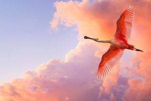 birds pelicans clouds sky