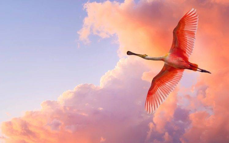 birds pelicans clouds sky HD Wallpaper Desktop Background