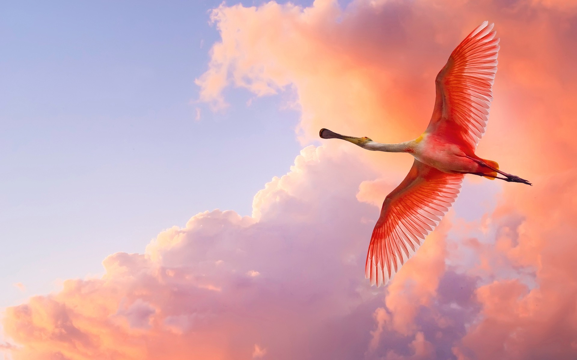 birds pelicans clouds sky Wallpapers HD / Desktop and