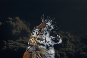 tiger clouds animals sky big cats