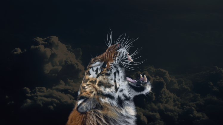 tiger clouds animals sky big cats HD Wallpaper Desktop Background