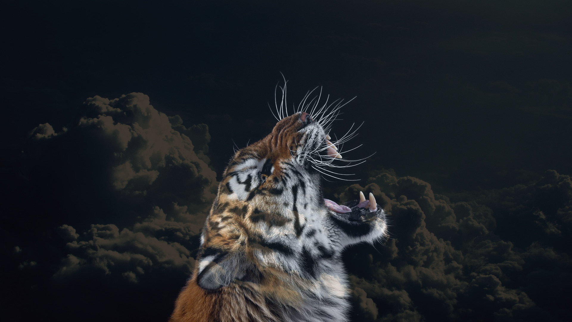 tiger clouds animals sky big cats Wallpaper