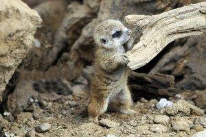 animals meerkats baby animals