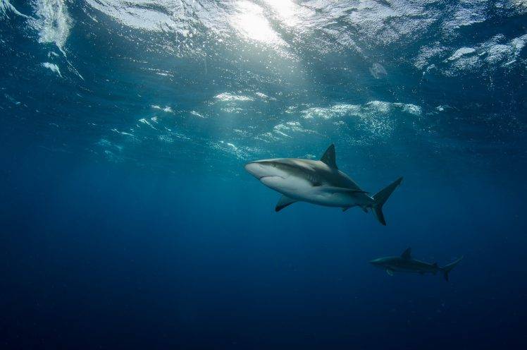animals shark underwater HD Wallpaper Desktop Background