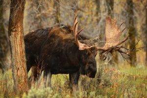 moose animals