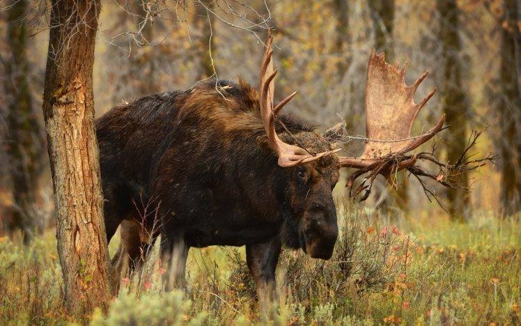 moose animals HD Wallpaper Desktop Background