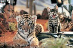 tiger cat baby animals animals