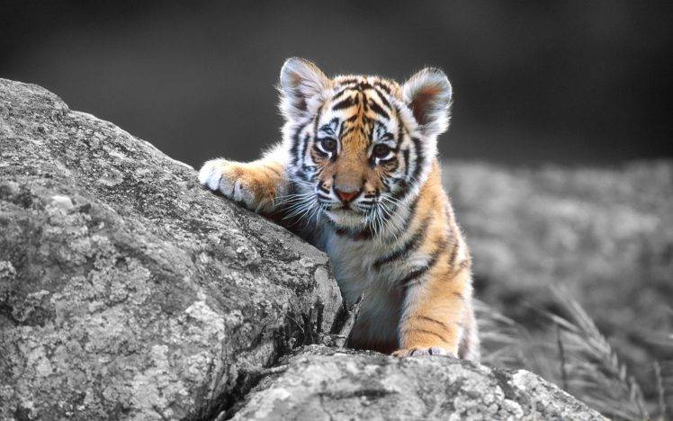 tiger animals baby animals HD Wallpaper Desktop Background