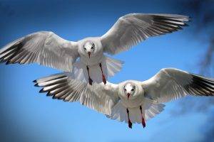 seabirds birds seagulls