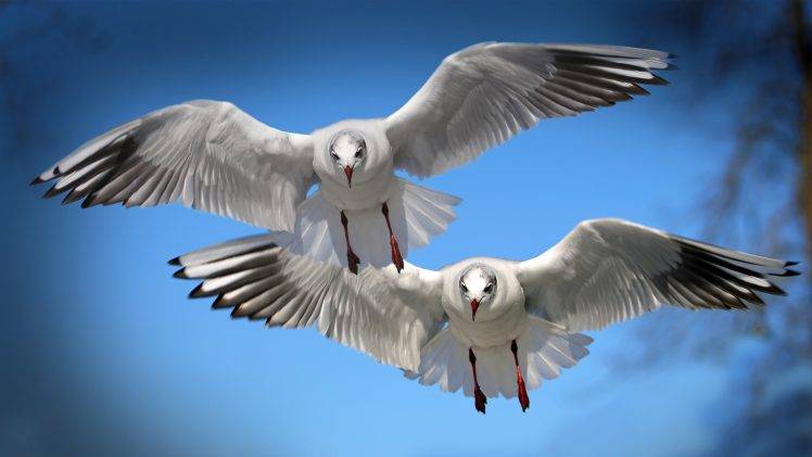 seabirds birds seagulls HD Wallpaper Desktop Background