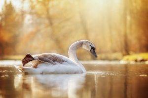 animals birds  swan water